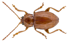 Neocrepidodera brevicollis (Daniel, 1904) мужской (16360168621) .png