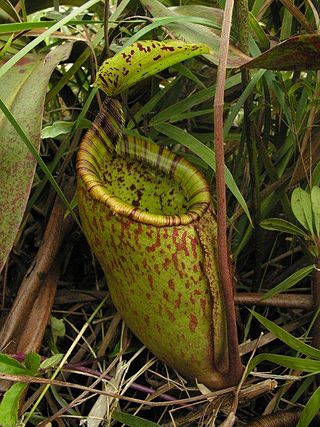 <i>Nepenthes palawanensis</i> Species of pitcher plant from the Philippines