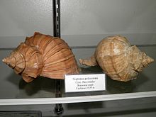 Neptunea polycostata в Океанариуме Владивостока.jpg