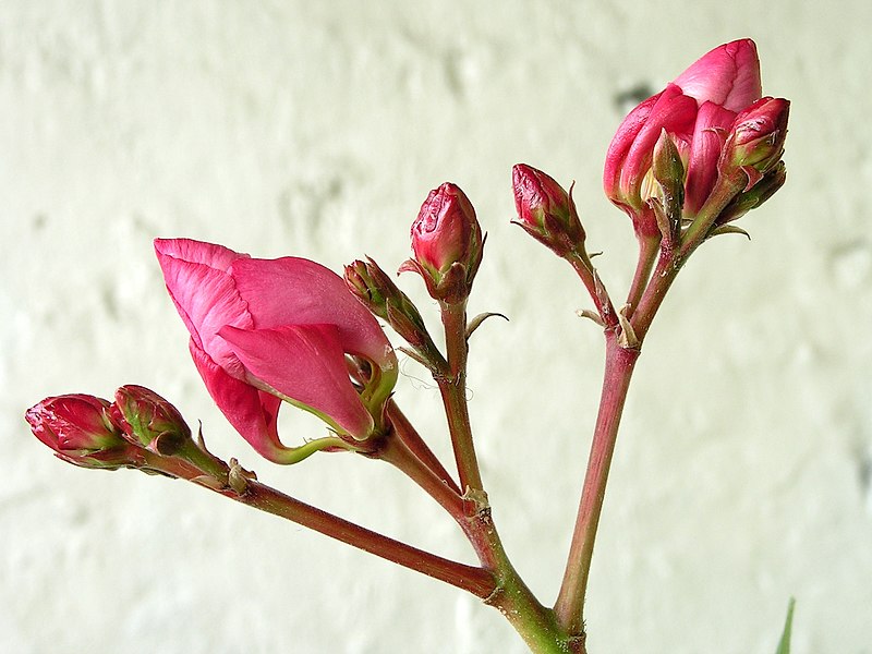 File:Nerium oleander20110518 08.jpg