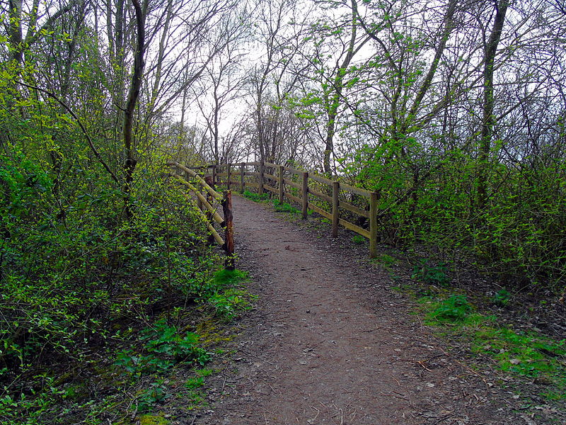 File:Newport Wetlands RSPB Reserve Forest Viewing Platform.JPG