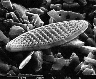 The pennate diatom Fragilariopsis kerguelensis is the most abundant diatom in the Antarctic Seas".[38]