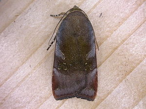 Janthe Bandeule (Noctua janthe), Gastes, Landes department, southwest France