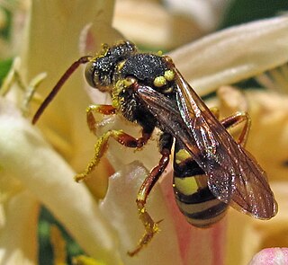 <i>Nomada luteoloides</i> Species of bee