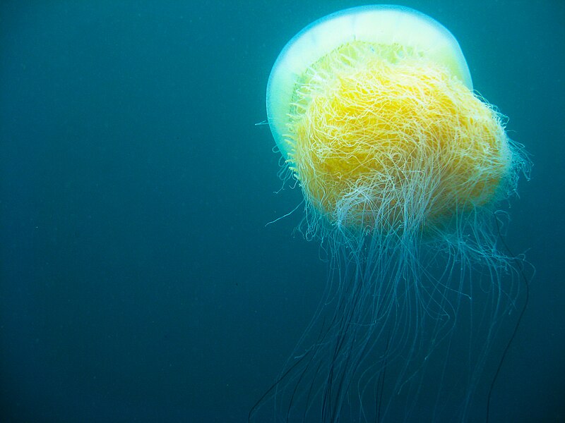 File:Nomura jellyfish 2009 Korea b.jpg