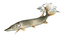 Pike utara (32366485647).jpg