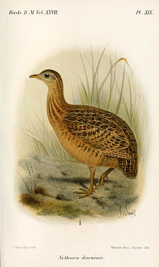 <span class="mw-page-title-main">Darwin's nothura</span> Species of bird