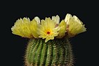 5 - Flowering cactus