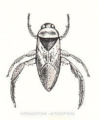 Notonectidae-heteroptera.jpg