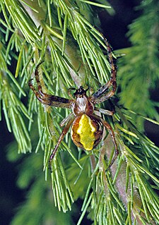 <i>Novaranea</i> Genus of spiders