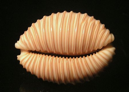 Форма половых губ ракушка фото