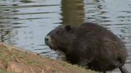 Fail:Nutria population in Weilerswist, Germany low res.ogv