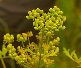 <i>Polytaenia</i> Genus of flowering plants