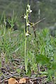 Ophrys scolopax subsp. philippei France - Var - Belgentier