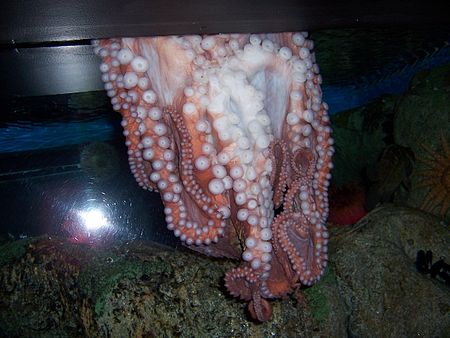 Fail:Oceanarium_octopus.JPG