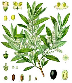 Planche d’illustration d’Olea europaea par Franz Eugen Köhler dans Plantes médicinales de Köhler.