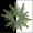 Olive spore print icon.png