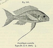 Oftalmotilapia ventralis.jpg