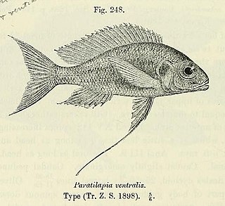 <i>Ophthalmotilapia ventralis</i> Species of fish