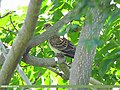 Oriental Turtle Dove (Streptopelia orientalis) (15274216473).jpg