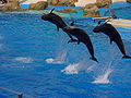 Orlando Sea World Dolphins 2.jpg