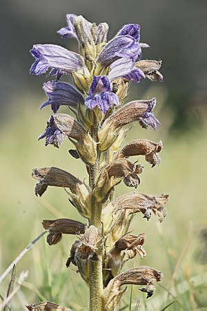 Заразиха фото. Заразиха (Orobanche. Заразиха голубая. Заразиха пурпурная. Заразиха растение.