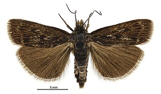 <i>Orocrambus cultus</i> Species of moth