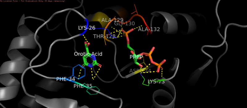 File:Orotate Phosphoribosyltransferase.png