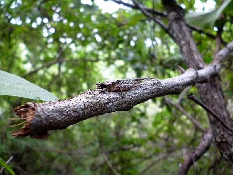 File:Ortóptero del género Gongrocnemis 05-09-2023b.jpg