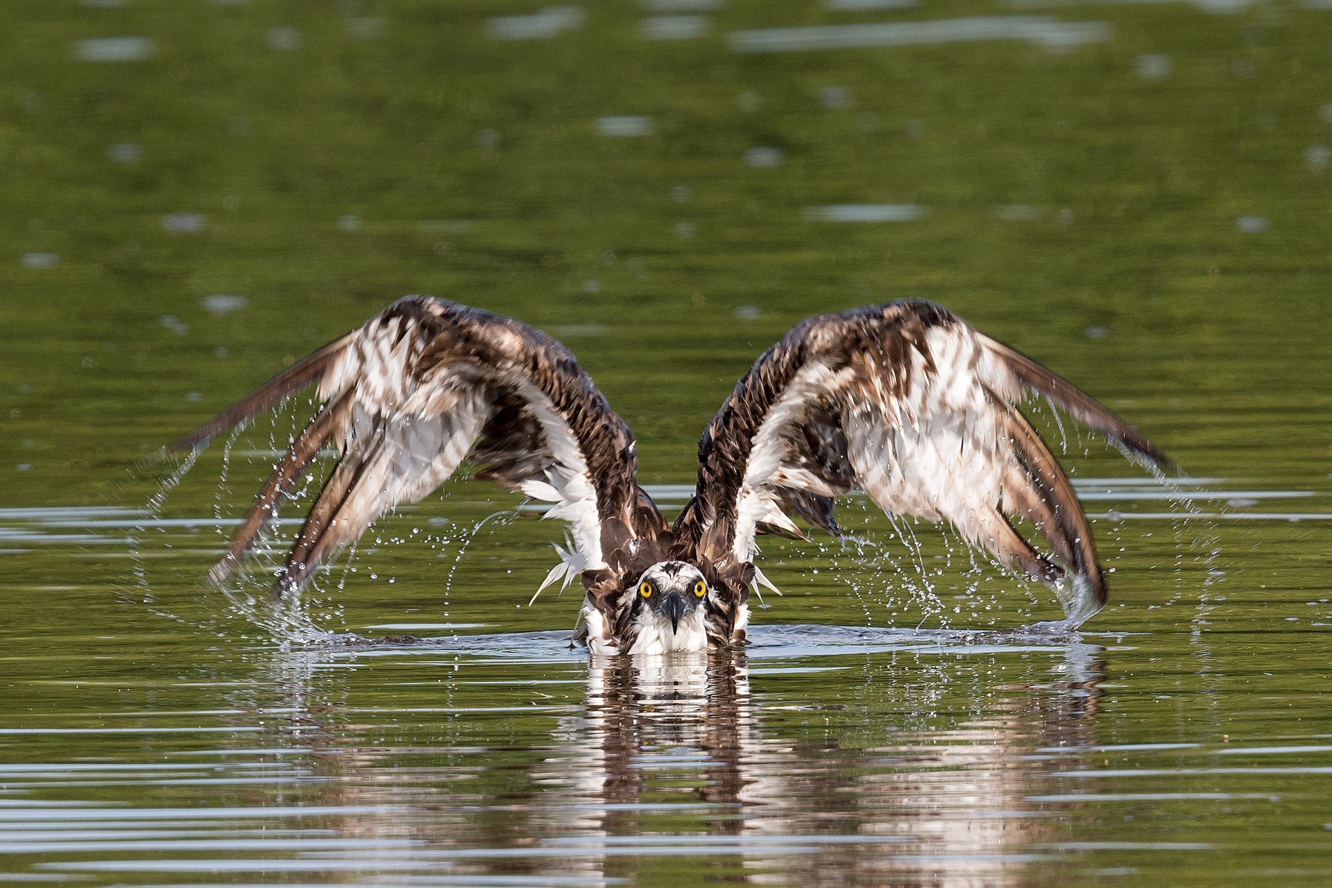 Osprey (Pandion haliaetus) catching prey, and taking off from the water.