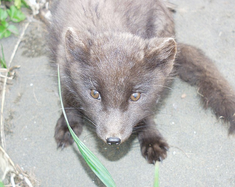 File:Other Animals--Foxes - DPLA - 2036c925a834fee9c19eb7d7e7f4fea0.JPG