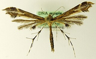 <i>Oxyptilus chrysodactyla</i> species of insect