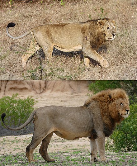 Asiatic (above) and southern African (below) lions. Note the larger tail tuft, sparser mane on the head and prominent fold of skin on the abdomen of the former.