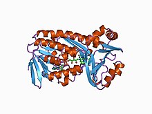 Modèle tridimensionnel de l'enzyme