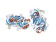 PDB 1lyb EBI.jpg