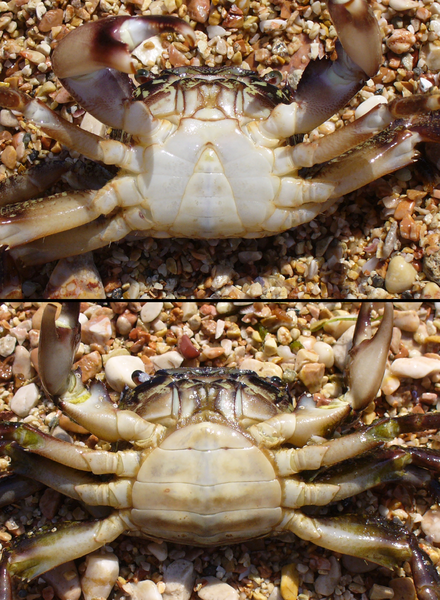 File:Pachygrapsus marmoratus male female.png