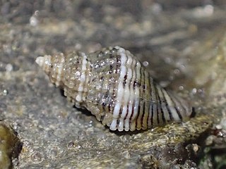 <i>Paciocinebrina gracillima</i> Species of gastropod