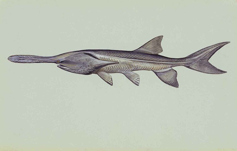 File:Paddlefish underwater polyodon spathula.jpg