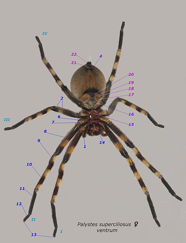 Palystes castaneus female, ventral aspect. Nos 1 to 14 as for dorsal aspect. sternum of prosoma pedicel (also called pedicle) book lung sac book lung 