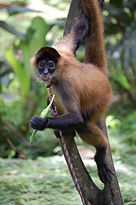 Panama spider monkey, Costa Rica.JPG