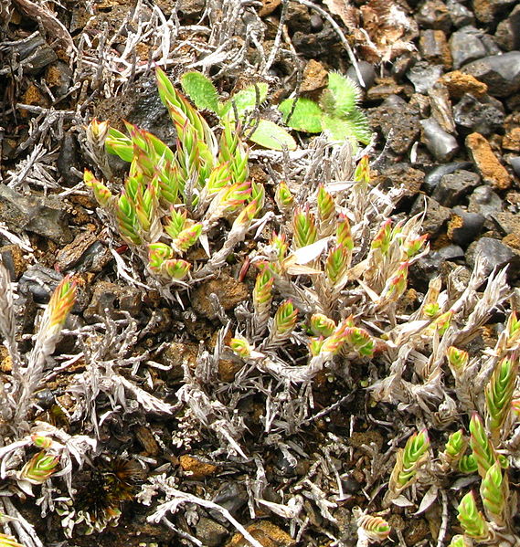 File:Panicum lycopodioides.JPG