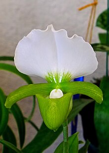 Paphiopedilum charlesworthii var. alba (6320721151) - cropped-1.jpg