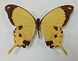 Papilio dardanus mâle