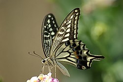 Papilio xuthus