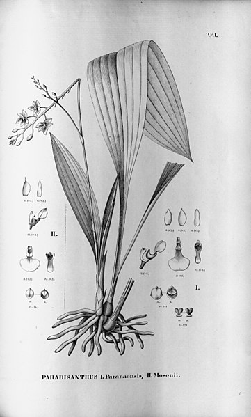 File:Paradisanthus micranthus (as Paradisanthus paranaensis) - Paradisanthus mosenii - Fl.Br.3-5-99.jpg