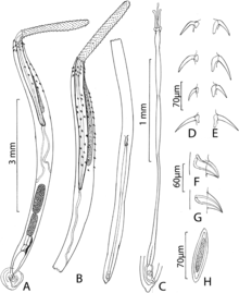 Parazit170054-fig1 Rhadinorhynchus oligospinosus (Acanthocephala) .png