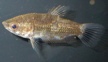 Parasphaerichthys ocellatus.png