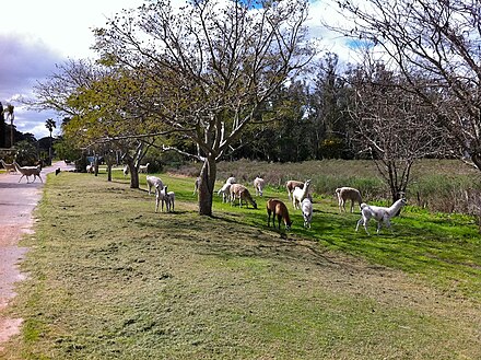 Llamas at the entrance to Parque Lecocq