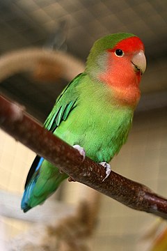 Parrot-lovebird-agapornis-9103225-l.jpg