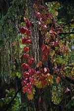 Parthenocissus quinquefolia Wilder Wein.jpg